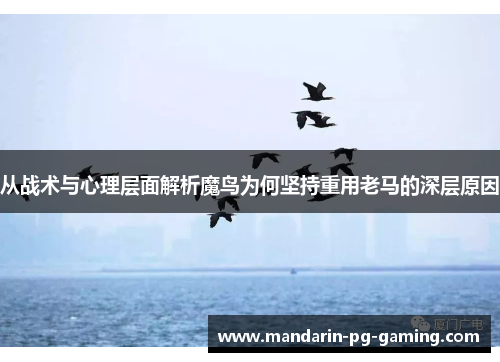 从战术与心理层面解析魔鸟为何坚持重用老马的深层原因